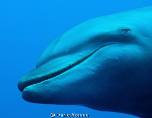 Tursiope Female
 Dolphin seeks contact with the divers by Dario Romeo 